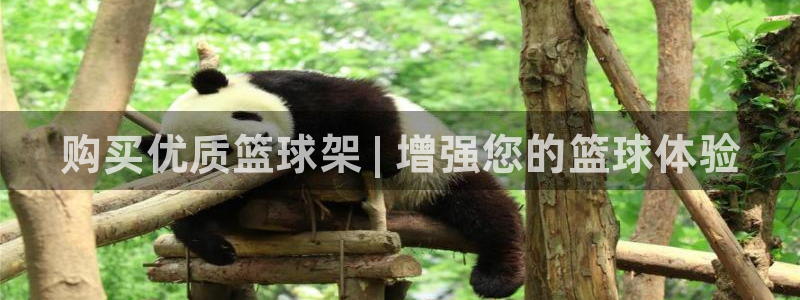 极悦平台登录方式是什么：购买优质篮球架 | 增强您的